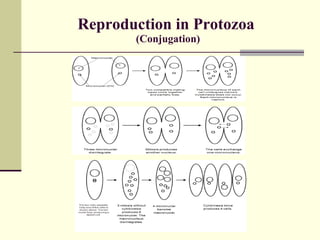 Anatomy Of Protozoan Cell | PPT