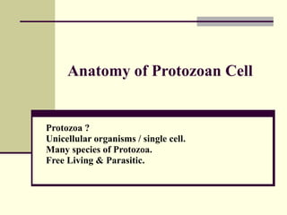 Anatomy of Protozoan Cell Protozoa ?  Unicellular organisms / single cell. Many species of Protozoa. Free Living & Parasitic. 