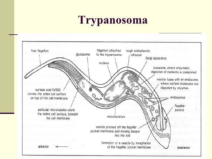 Строение трипаносомы рисунок с подписями
