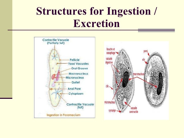 Anatomy Of Protozoan Cell ribosome diagram 