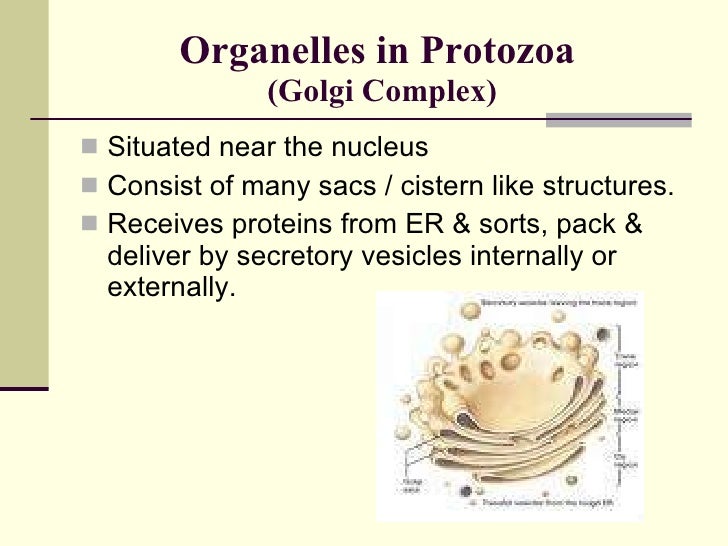 Anatomy Of Protozoan Cell