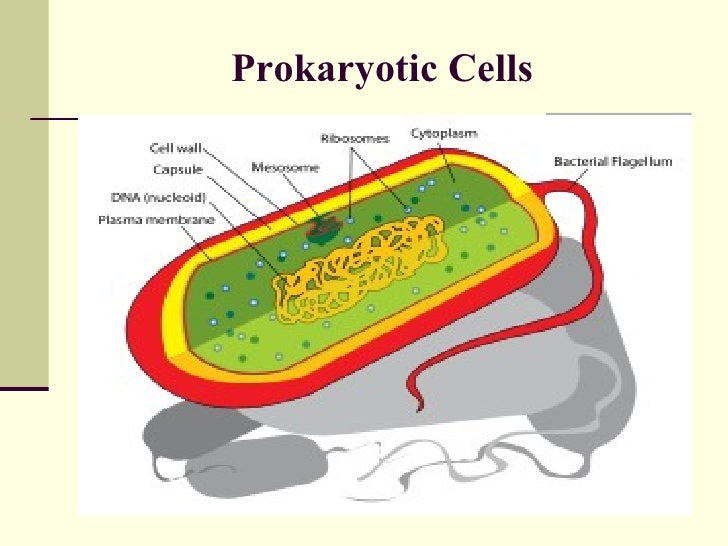 Various - Protozoa 2.0 - Interstellar Evolution Various - Protozoa 2.0 - Interstellar Evolution