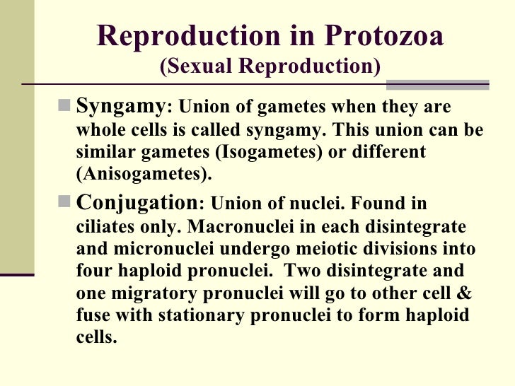 How do protozoans differ from animals?