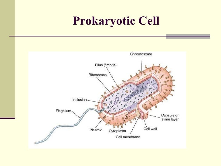 Anatomy Of Protozoan Cell Biology Diagrams