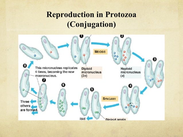 Anatomy Of Protozoans PPT Biological Sciences Science