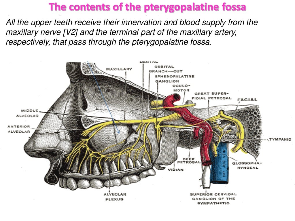 Anatomy of pterygopalatine fossa, infra temporal space