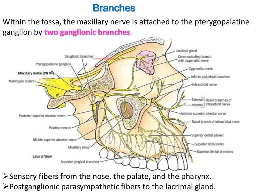 Anatomy of pterygopalatine fossa, infra temporal space
