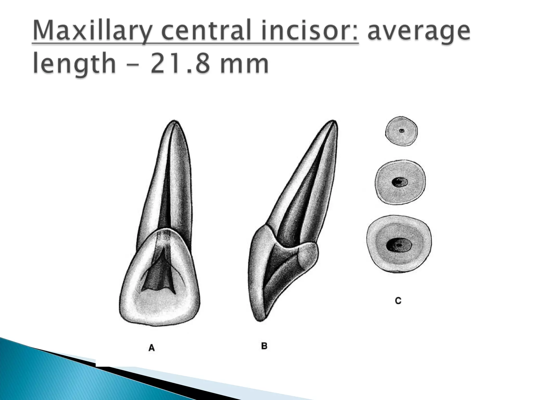 Anatomy of Dental Pulp | PPT