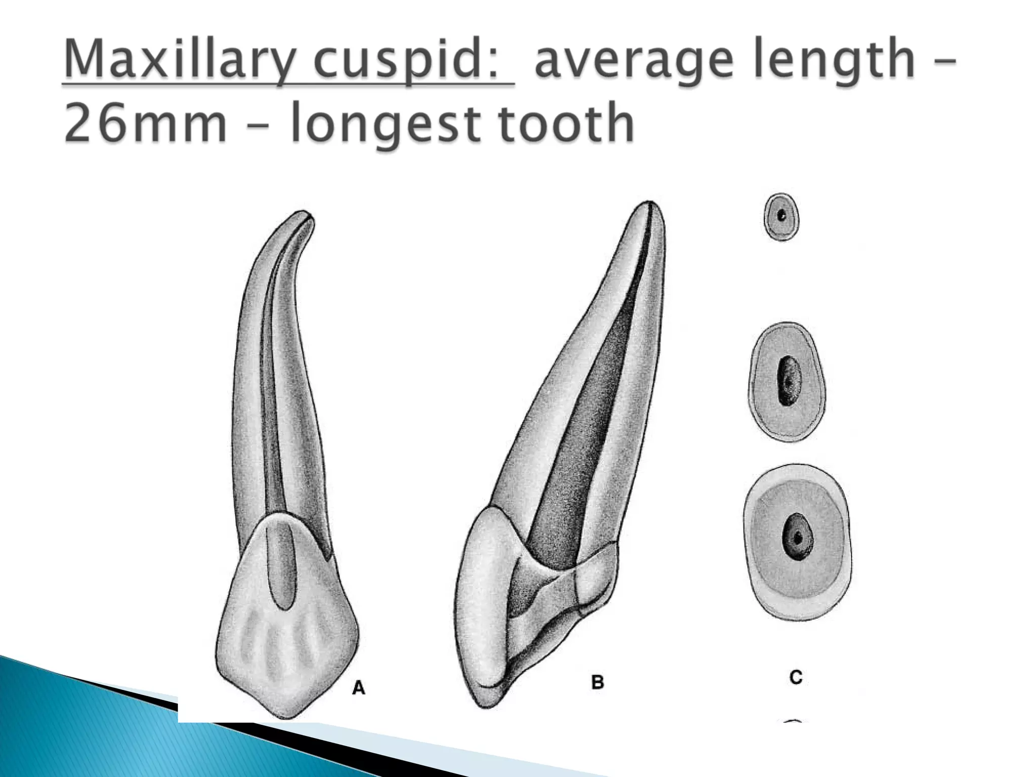 Anatomy of Dental Pulp | PPT
