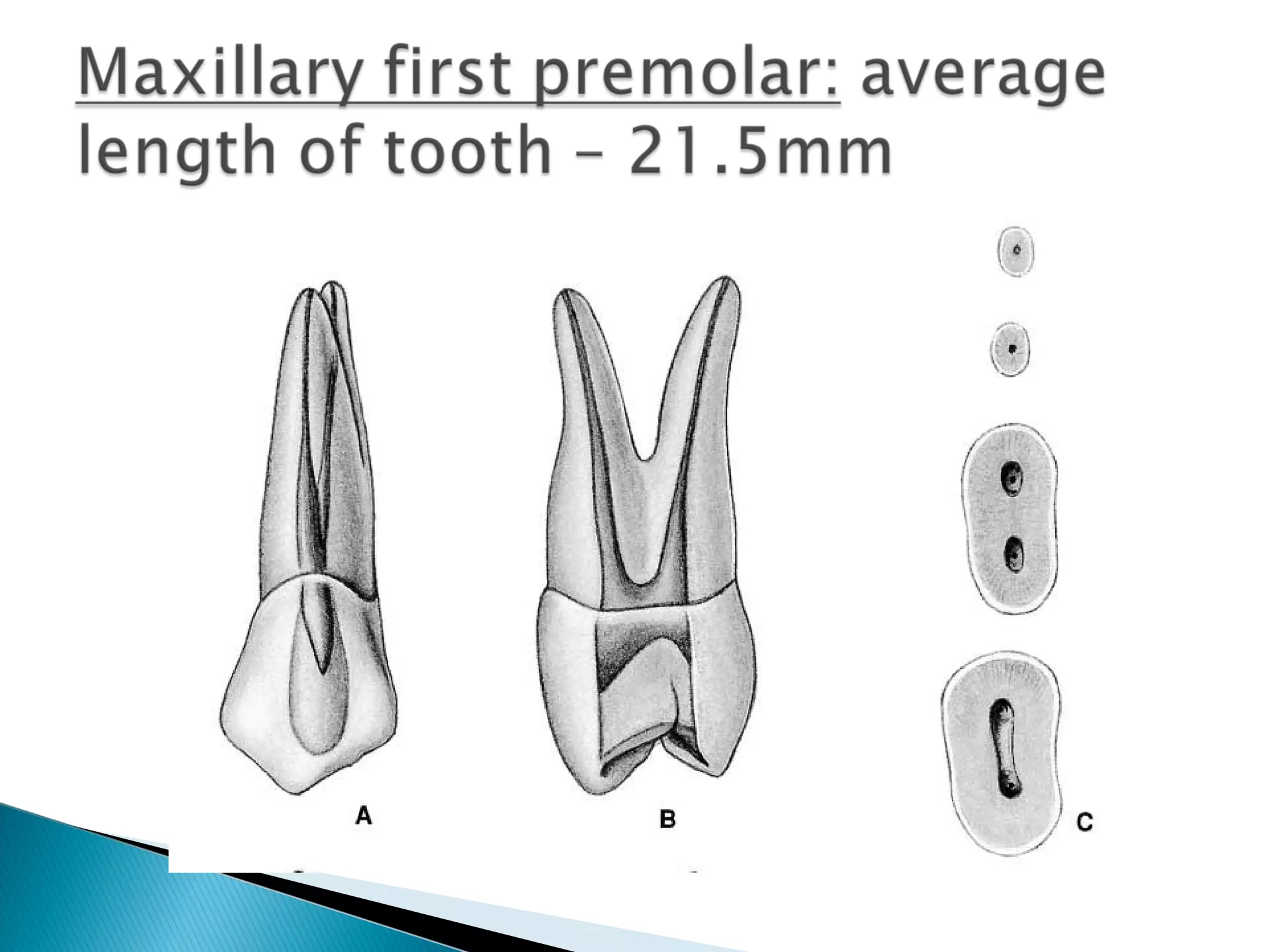 Anatomy of Dental Pulp | PPT