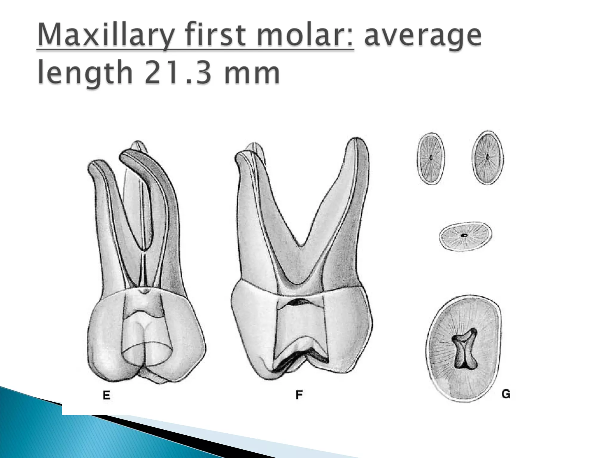 Anatomy of Dental Pulp | PPT