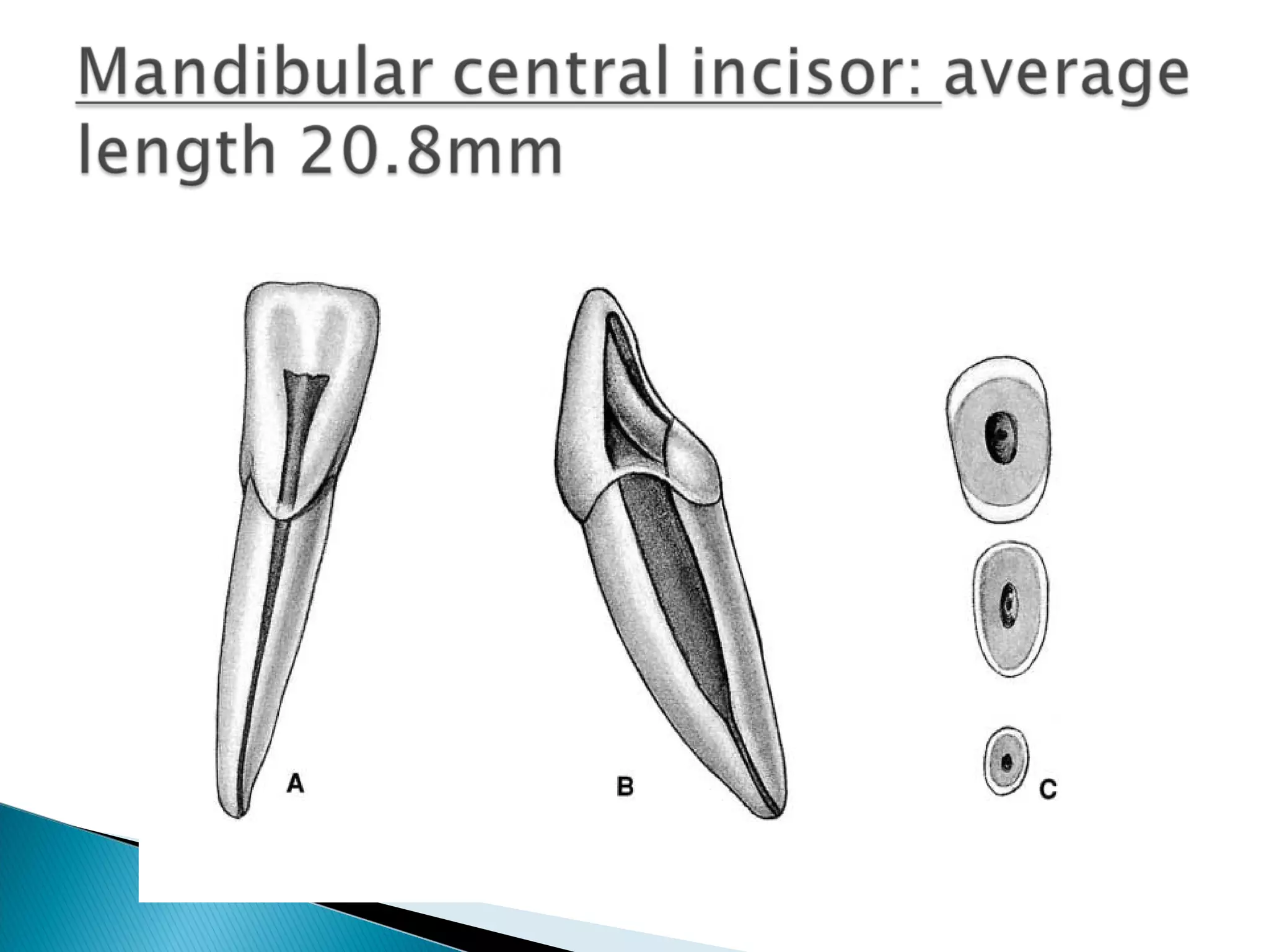 Anatomy of Dental Pulp | PPT