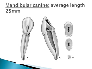 Anatomy of Dental Pulp | PPT