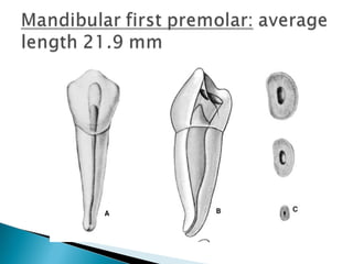 Anatomy of Dental Pulp | PPT