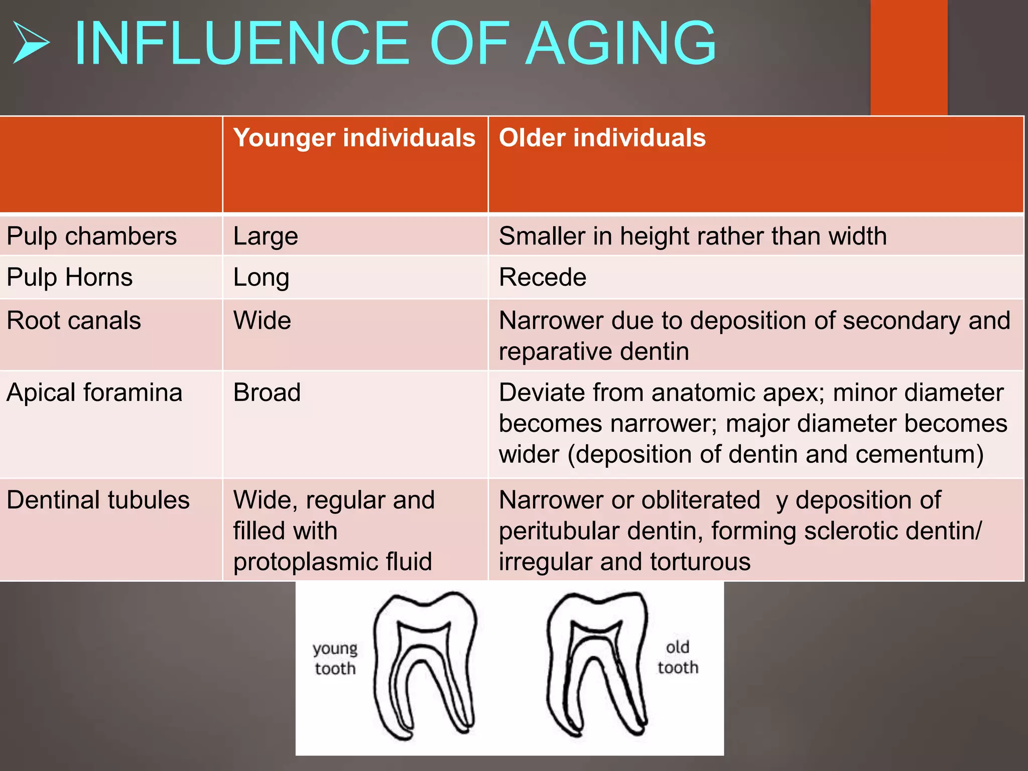  INFLUENCE OF AGING
Younger individuals Older individuals
Pulp chambers Large Smaller in height rather than width
Pulp Horns Long Recede
Root canals Wide Narrower due to deposition of secondary and
reparative dentin
Apical foramina Broad Deviate from anatomic apex; minor diameter
becomes narrower; major diameter becomes
wider (deposition of dentin and cementum)
Dentinal tubules Wide, regular and
filled with
protoplasmic fluid
Narrower or obliterated y deposition of
peritubular dentin, forming sclerotic dentin/
irregular and torturous
 