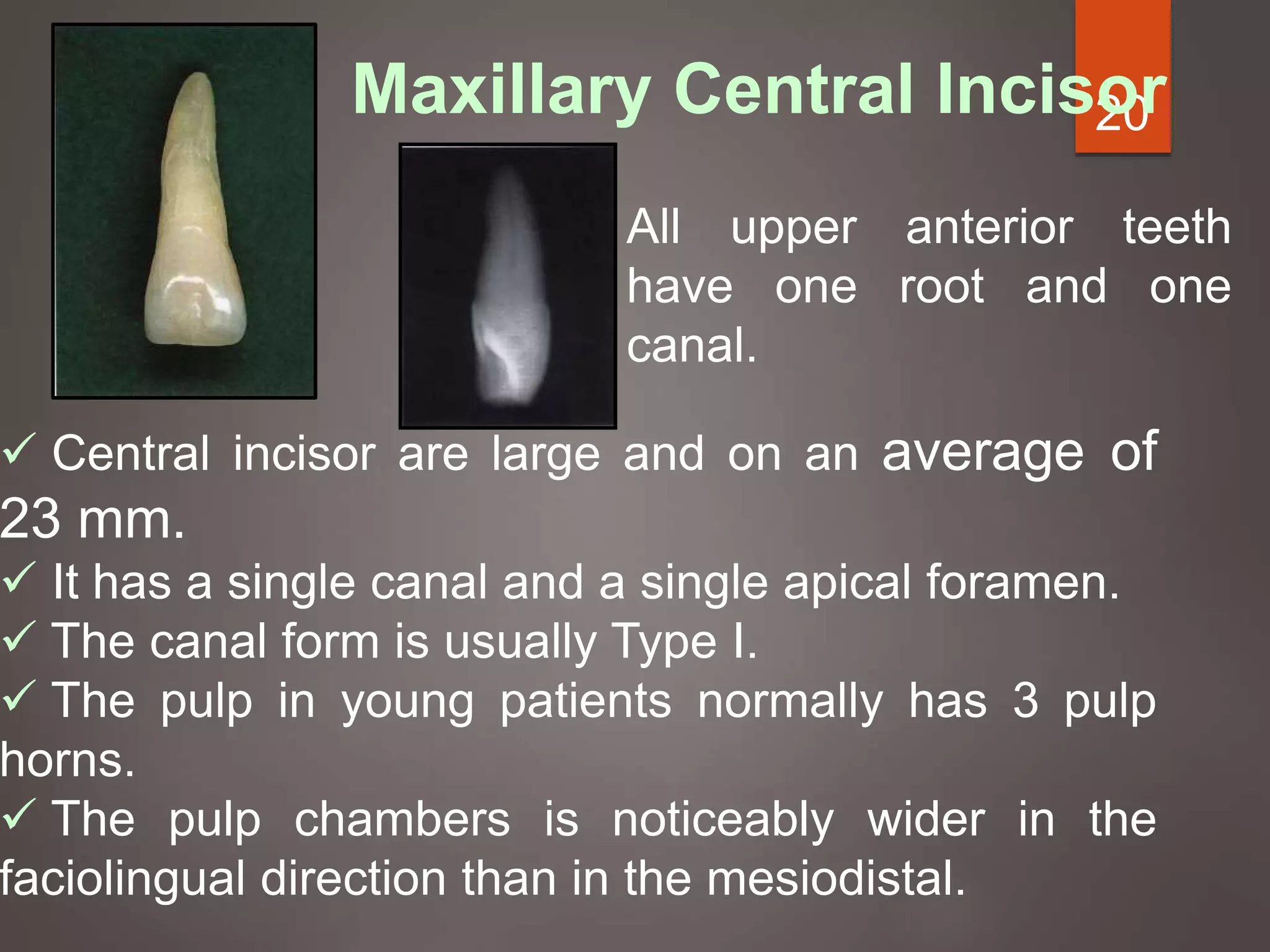 20Maxillary Central Incisor
 Central incisor are large and on an average of
23 mm.
 It has a single canal and a single apical foramen.
 The canal form is usually Type I.
 The pulp in young patients normally has 3 pulp
horns.
 The pulp chambers is noticeably wider in the
faciolingual direction than in the mesiodistal.
All upper anterior teeth
have one root and one
canal.
 
