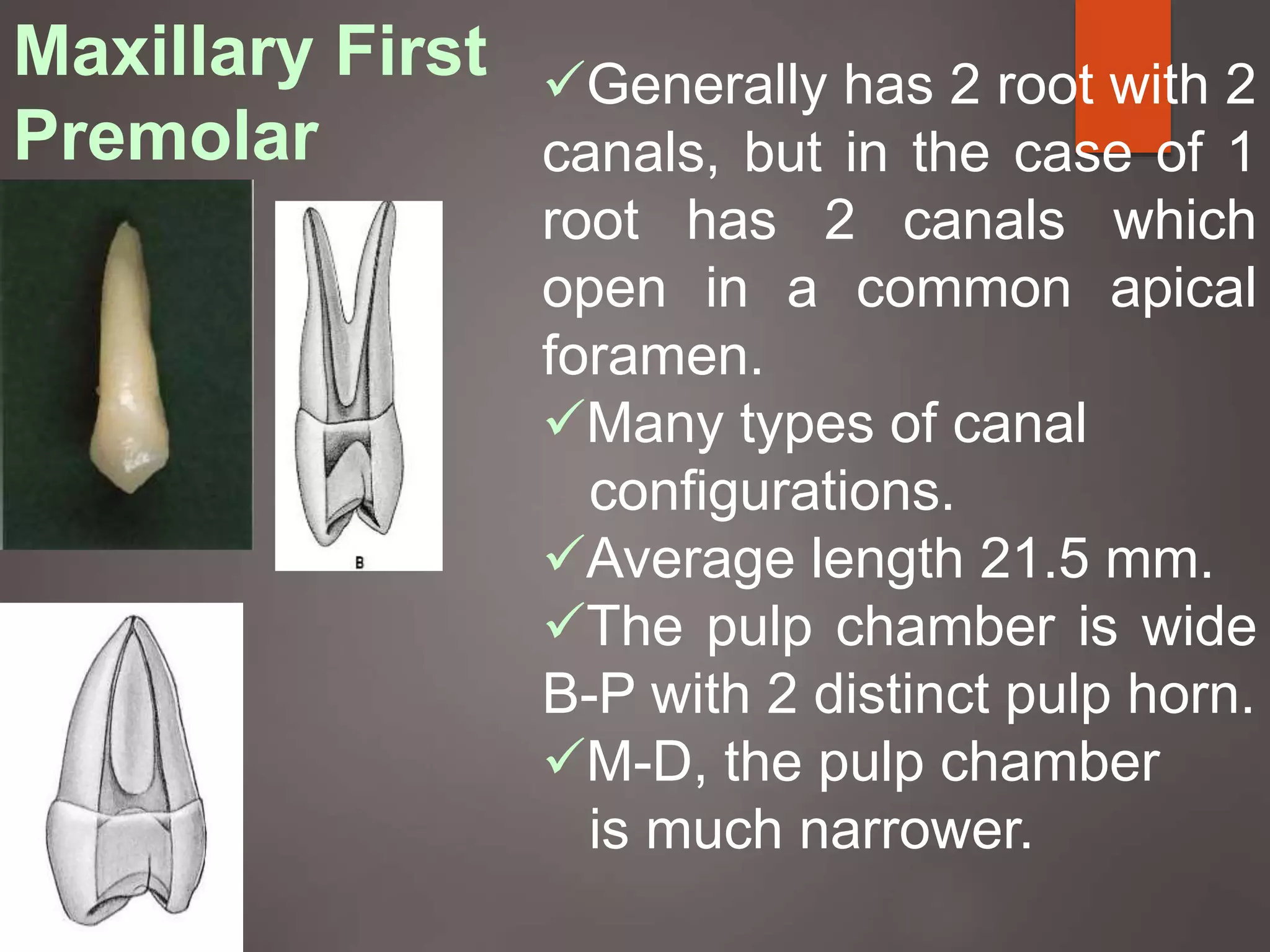 Maxillary First
Premolar
Generally has 2 root with 2
canals, but in the case of 1
root has 2 canals which
open in a common apical
foramen.
Many types of canal
configurations.
Average length 21.5 mm.
The pulp chamber is wide
B-P with 2 distinct pulp horn.
M-D, the pulp chamber
is much narrower.
 