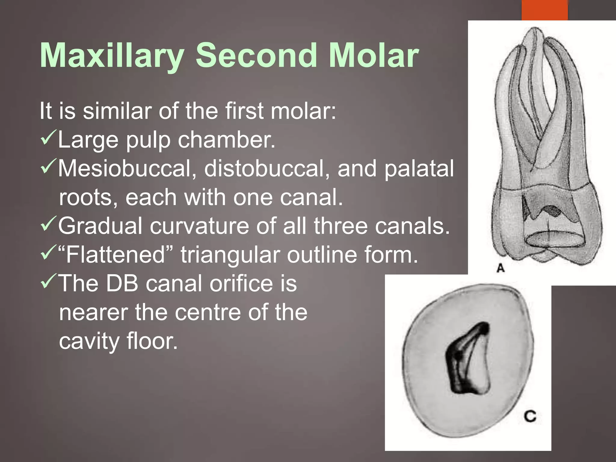 Maxillary Second Molar
It is similar of the first molar:
Large pulp chamber.
Mesiobuccal, distobuccal, and palatal
roots, each with one canal.
Gradual curvature of all three canals.
“Flattened” triangular outline form.
The DB canal orifice is
nearer the centre of the
cavity floor.
 