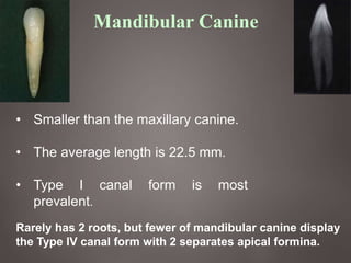 24
Mandibular Canine
• Smaller than the maxillary canine.
• The average length is 22.5 mm.
• Type I canal form is most
prevalent.
Rarely has 2 roots, but fewer of mandibular canine display
the Type IV canal form with 2 separates apical formina.
 