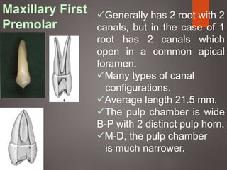 Maxillary First
Premolar
Generally has 2 root with 2
canals, but in the case of 1
root has 2 canals which
open in a common apical
foramen.
Many types of canal
configurations.
Average length 21.5 mm.
The pulp chamber is wide
B-P with 2 distinct pulp horn.
M-D, the pulp chamber
is much narrower.
 
