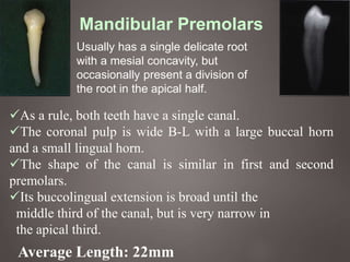 Mandibular Premolars
Usually has a single delicate root
with a mesial concavity, but
occasionally present a division of
the root in the apical half.
As a rule, both teeth have a single canal.
The coronal pulp is wide B-L with a large buccal horn
and a small lingual horn.
The shape of the canal is similar in first and second
premolars.
Its buccolingual extension is broad until the
middle third of the canal, but is very narrow in
the apical third.
Average Length: 22mm
 