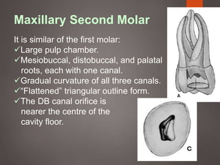 Maxillary Second Molar
It is similar of the first molar:
Large pulp chamber.
Mesiobuccal, distobuccal, and palatal
roots, each with one canal.
Gradual curvature of all three canals.
“Flattened” triangular outline form.
The DB canal orifice is
nearer the centre of the
cavity floor.
 