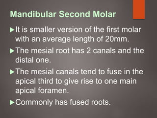 Mandibular Second Molar
It is smaller version of the first molar
with an average length of 20mm.
The mesial root has 2 canals and the
distal one.
The mesial canals tend to fuse in the
apical third to give rise to one main
apical foramen.
Commonly has fused roots.
 