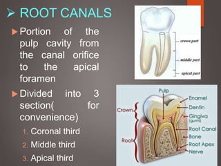  ROOT CANALS
 Portion of the
pulp cavity from
the canal orifice
to the apical
foramen
 Divided into 3
section( for
convenience)
1. Coronal third
2. Middle third
3. Apical third
 