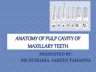 ANATOMY OF PULP CAVITY OF
MAXILLARY TEETH
PRESENTED BY:
DR.HUMAIRA JABEEN TAMANNA
 