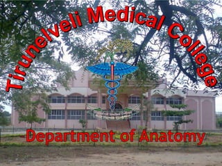 Tirunelveli Medical College Department of Anatomy 