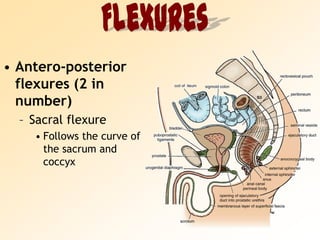 FlexuresAntero-posterior flexures (2 in number)Sacral flexureFollows the curve of the sacrum and coccyx
