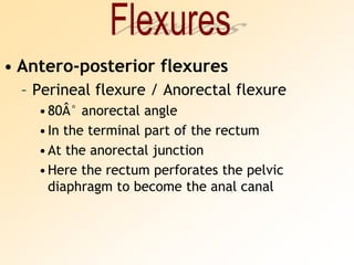 FlexuresAntero-posterior flexuresPerineal flexure / Anorectal flexure80Â° anorectal angleIn the terminal part of the rectumAt the anorectal junctionHere the rectum perforates the pelvic diaphragm to become the anal canal