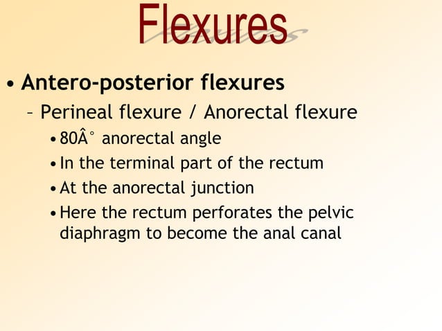Anatomy of Rectum | PPSX | Digestive Disorders | Diseases and Conditions