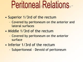 Superior 1/3rd of the rectumCovered by peritoneum on the anterior and lateral surfacesMiddle 1/3rd of the rectumCovered by peritoneum on the anterior surfaceInferior 1/3rd of the rectumSubperitoneal – Devoid of peritoneumPeritoneal Relations