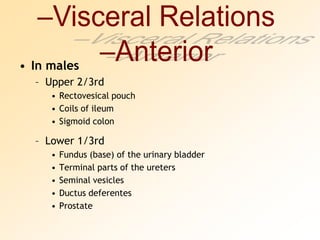 In malesUpper 2/3rdRectovesical pouchCoils of ileumSigmoid colonLower 1/3rdFundus (base) of the urinary bladderTerminal parts of the uretersSeminal vesiclesDuctus deferentesProstateVisceral RelationsAnterior