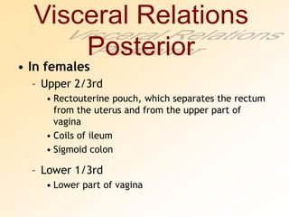 Visceral RelationsPosteriorIn femalesUpper 2/3rdRectouterine pouch, which separates the rectum from the uterus and from the upper part of vaginaCoils of ileumSigmoid colonLower 1/3rdLower part of vagina