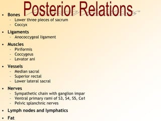 Posterior RelationsBonesLower three pieces of sacrumCoccyxLigamentsAnococcygeal ligamentMusclesPiriformisCoccygeusLevator aniVesselsMedian sacralSuperior rectalLower lateral sacralNervesSympathetic chain with ganglion imparVentral primary rami of S3, S4, S5, Co1Pelvic splanchnic nervesLymph nodes and lymphaticsFat
