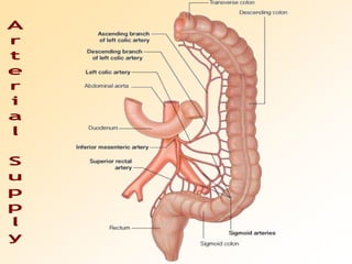 Arterial Supply