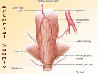 Arterial Supply