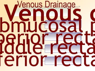 Venous Drainage
