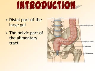 Distal part of the large gutThe pelvic part of the alimentary tractIntroduction