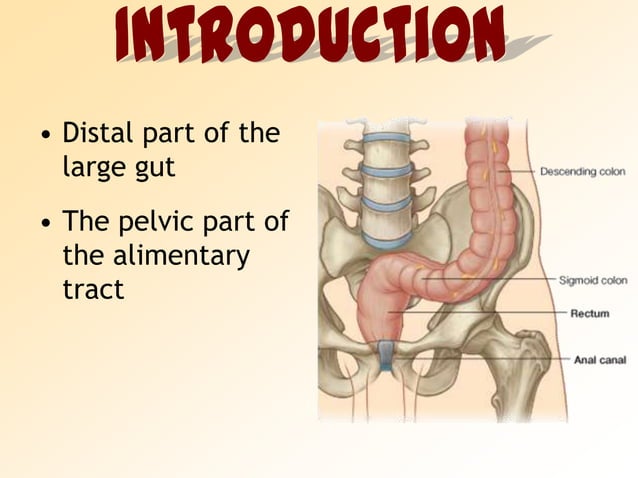 Anatomy of Rectum | PPSX | Digestive Disorders | Diseases and Conditions