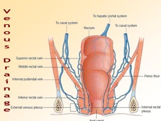 Venous Drainage