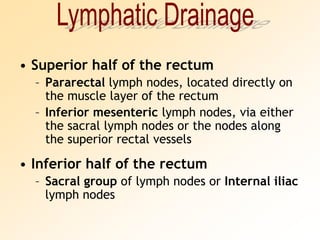 Superior half of the rectumPararectal lymph nodes, located directly on the muscle layer of the rectumInferior mesenteric lymph nodes, via either the sacral lymph nodes or the nodes along the superior rectal vesselsInferior half of the rectumSacral group of lymph nodes or Internal iliac lymph nodesLymphatic Drainage