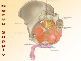 Nerve Supply