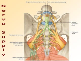 Nerve Supply