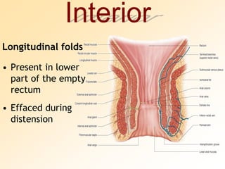 InteriorLongitudinal foldsPresent in lower part of the empty rectumEffaced during distension