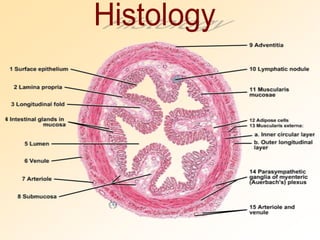 Histology