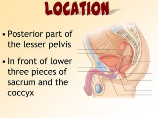 LocationPosterior part of the lesser pelvisIn front of lower three pieces of sacrum and the coccyx