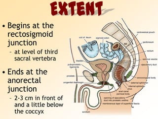 ExtentBegins at the rectosigmoid junctionat level of third sacral vertebraEnds at the anorectal junction2-3 cm in front of and a little below the coccyx